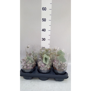 Ceropegia woodii 'Variegata'