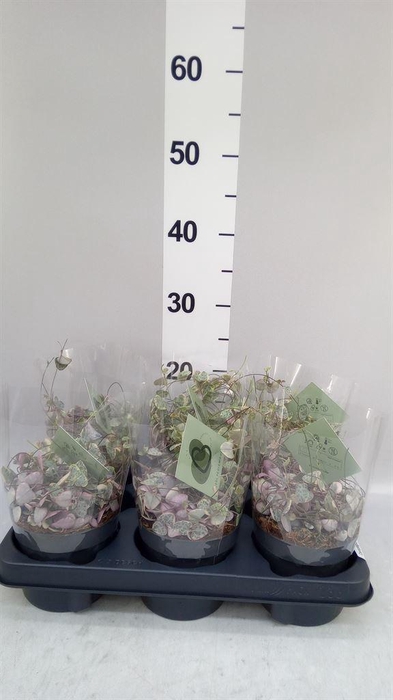 <h4>Ceropegia woodii 'Variegata'</h4>