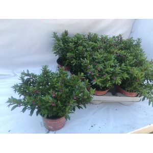 CUPH HYSSOPIFOLIA PURPLE