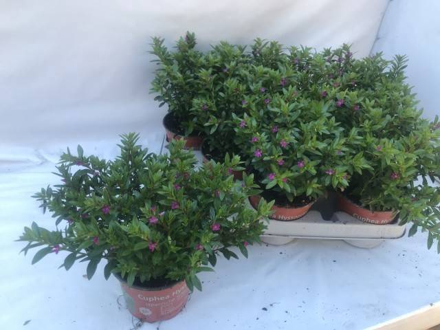 <h4>CUPH HYSSOPIFOLIA PURPLE</h4>
