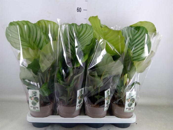 <h4>Calathea orbifolia</h4>