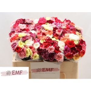 Di St Mix In Bunch EMF