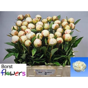 Paeonia Lactiflora Grp 'Mary E. Nicholls'