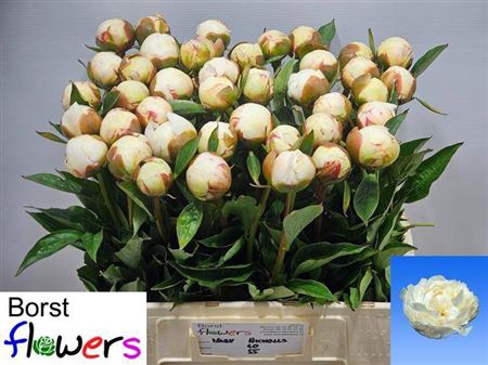 <h4>Paeonia Lactiflora Grp 'Mary E. Nicholls'</h4>