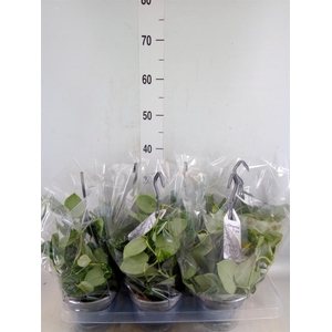 Scindapsus pictus 'Argyraeus'