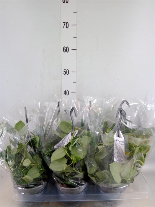 <h4>Scindapsus pictus 'Argyraeus'</h4>