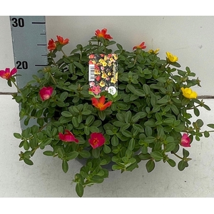 PORT GEM IN POT