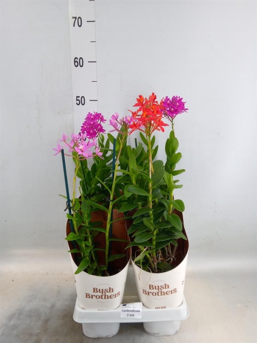 <h4>Epidendrum   ...</h4>