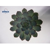 Echeveria Pulidonis Grey Cutflower Wincx-12cm