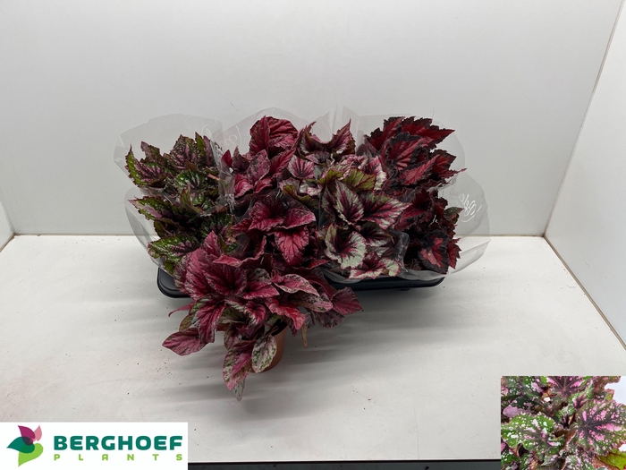 <h4>BEG BEL GEM</h4>