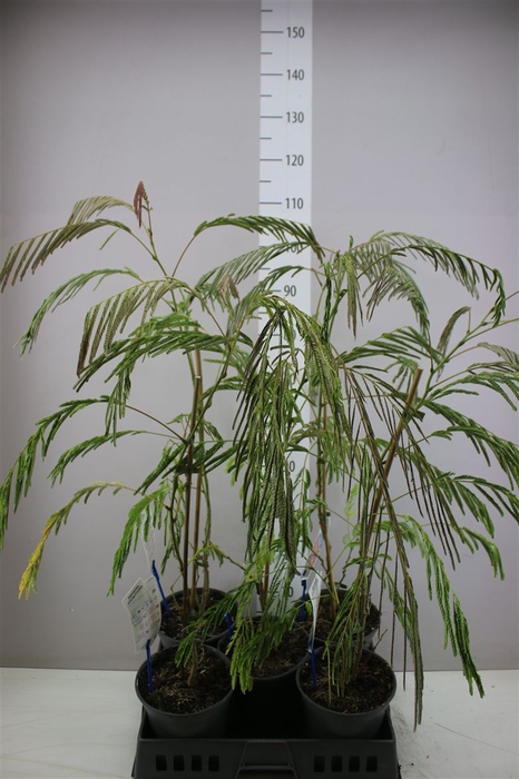 <h4>Albizia Julibrissin</h4>