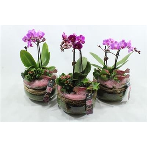 1445 BOSE PURPLE PHAL