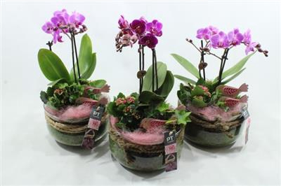 <h4>1445 BOSE PURPLE PHAL</h4>