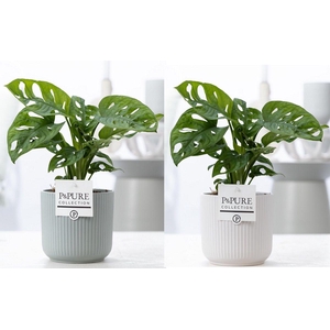 Monstera Adansonii in P&PURE Sophie cer. ass.2
