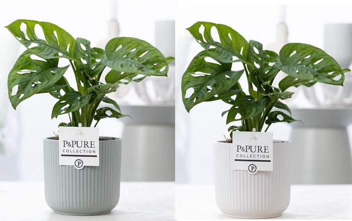<h4>Monstera Adansonii in P&PURE Sophie cer. ass.2</h4>
