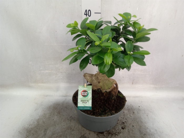 <h4>Ficus microcarpa 'Ginseng'</h4>