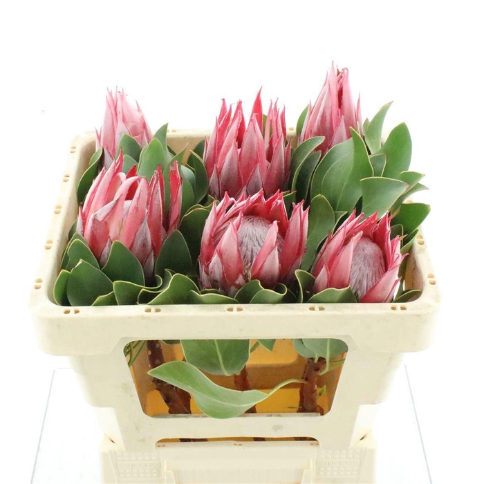 <h4>PROTEA CY CLARE</h4>