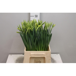 Narc G Gigantic Star