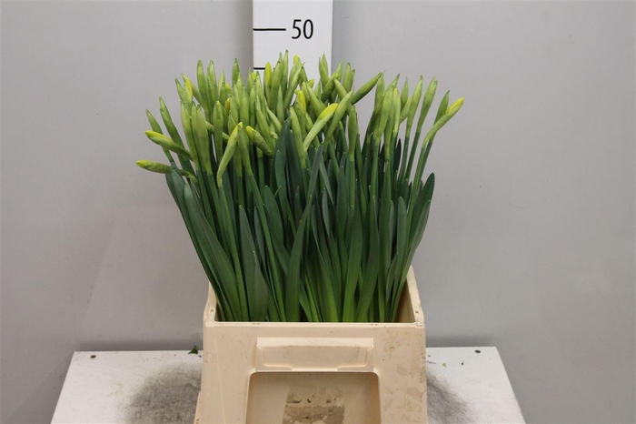 <h4>Narc G Gigantic Star</h4>