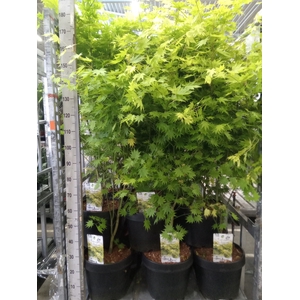 Acer shirasawanum 'Jordan'