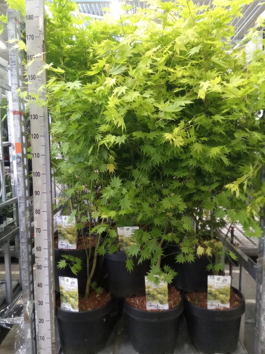 <h4>Acer shirasawanum 'Jordan'</h4>