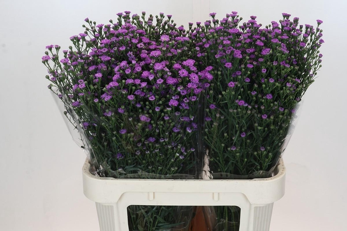 <h4>Aster Baby Pink</h4>
