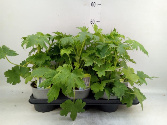 <h4>Delphinium   ...</h4>