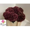 Hydrangea mag pink ruby classic