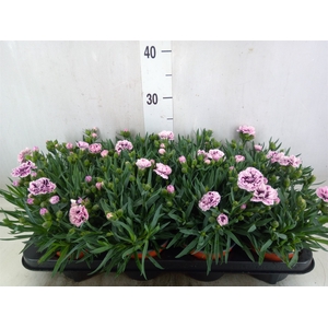 Dianthus car.