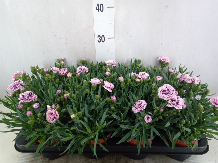 <h4>Dianthus car.</h4>