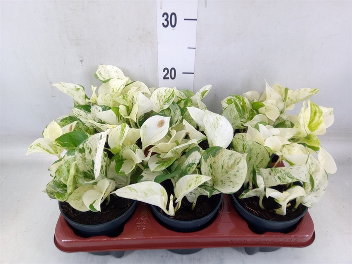 <h4>Epipremnum pinn. 'Happy Leaf'</h4>