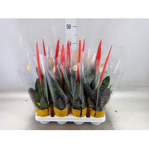 Vriesea  'Era'