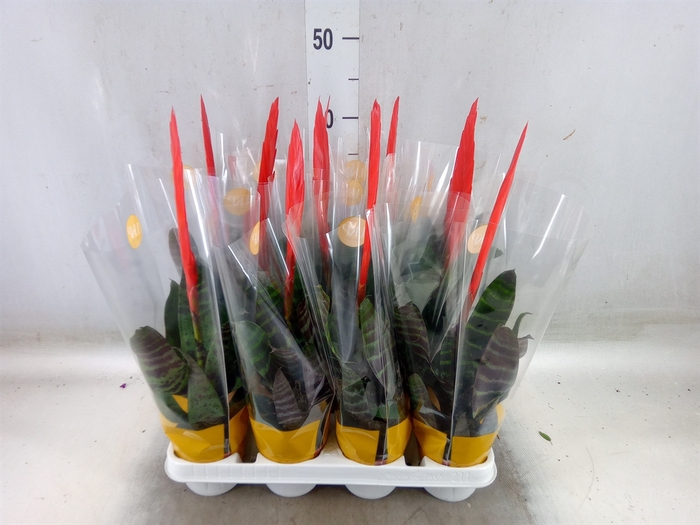 <h4>Vriesea  'Era'</h4>