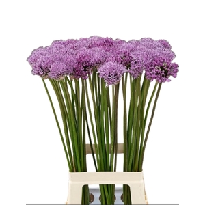 ALLIUM GLADIATOR