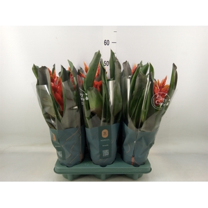 Aechmea  'Pepita Elegant Flames'