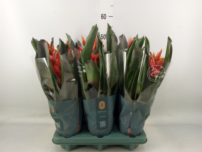 <h4>Aechmea  'Pepita Elegant Flames'</h4>