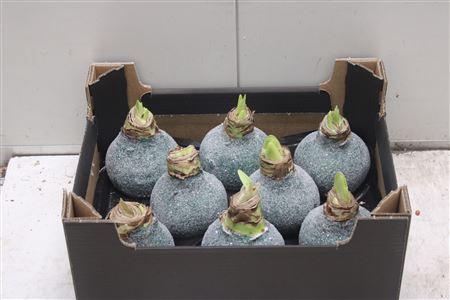 <h4>Amaryllis Bol Dennegroen Glitter</h4>
