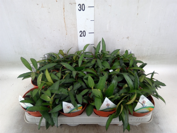 <h4>Hoya  'Rosita'</h4>