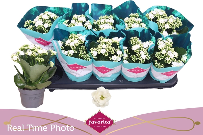 <h4>KAL B GE C MENZEL</h4>