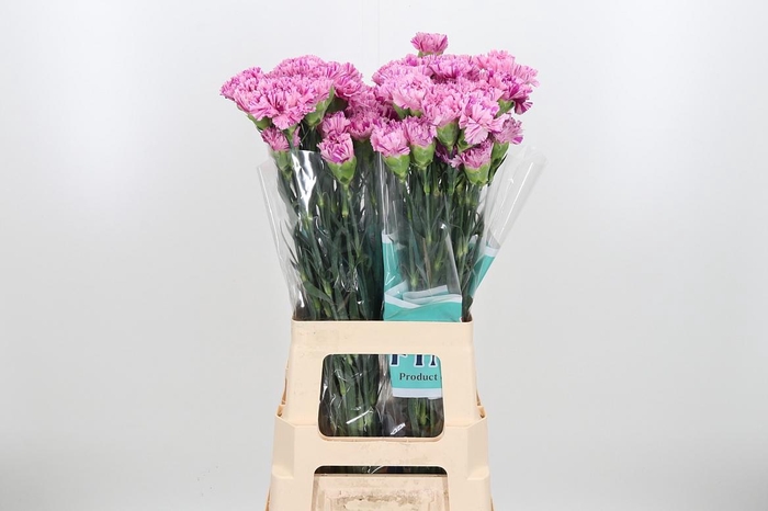 <h4>Di St Jubilee</h4>