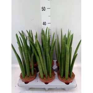 Sansevieria cyl.  ...