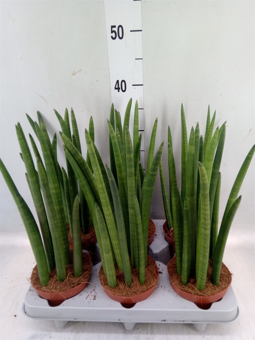 <h4>Sansevieria cyl.  ...</h4>