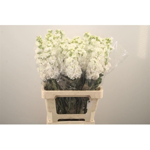 MATTH IRON WHITE