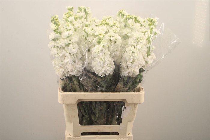 <h4>MATTH IRON WHITE</h4>