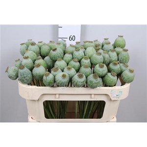 PAPAVER SOMN
