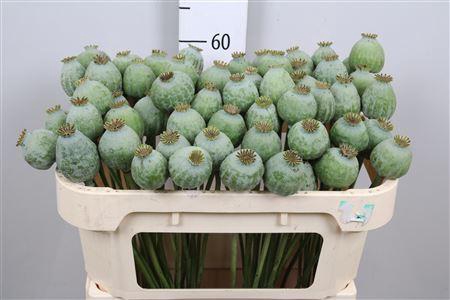 <h4>PAPAVER SOMN</h4>