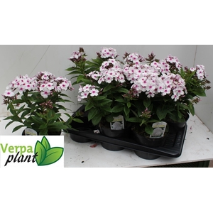 PHLOX P FAMOUS W EYE
