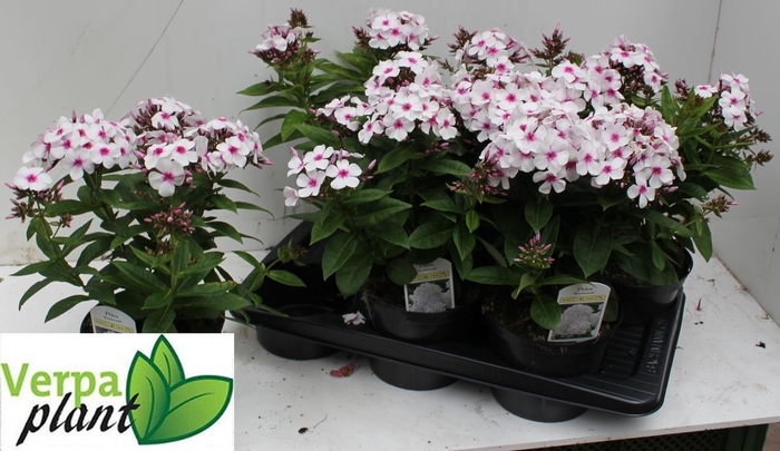 <h4>PHLOX P FAMOUS W EYE</h4>