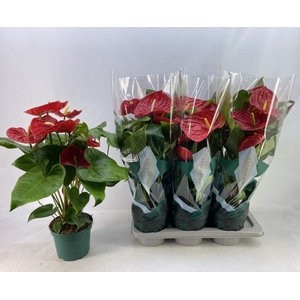 ANTHURIUM AREBO P17