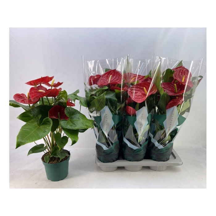 <h4>Anthurium and.Arebo 17Ø 65cm 5fl</h4>